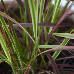 Pennisetum alopecuroides Fireworks